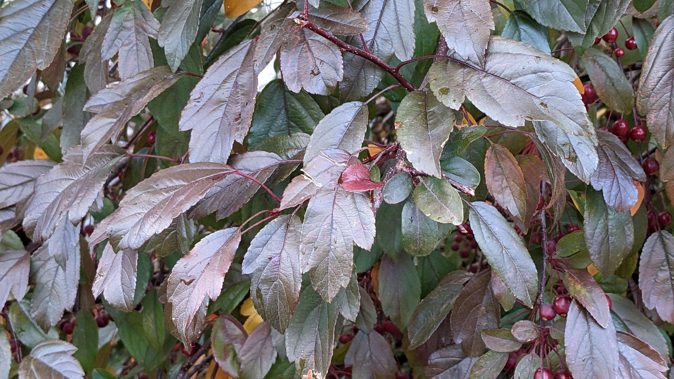 Malus sieboldii — search result for 'Malus'
