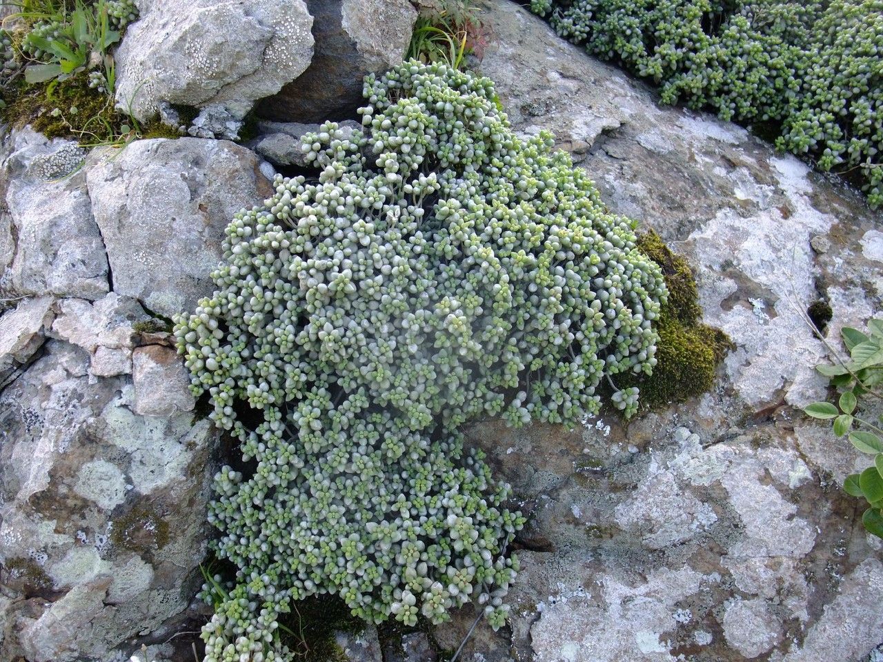 Monanthes minima habit