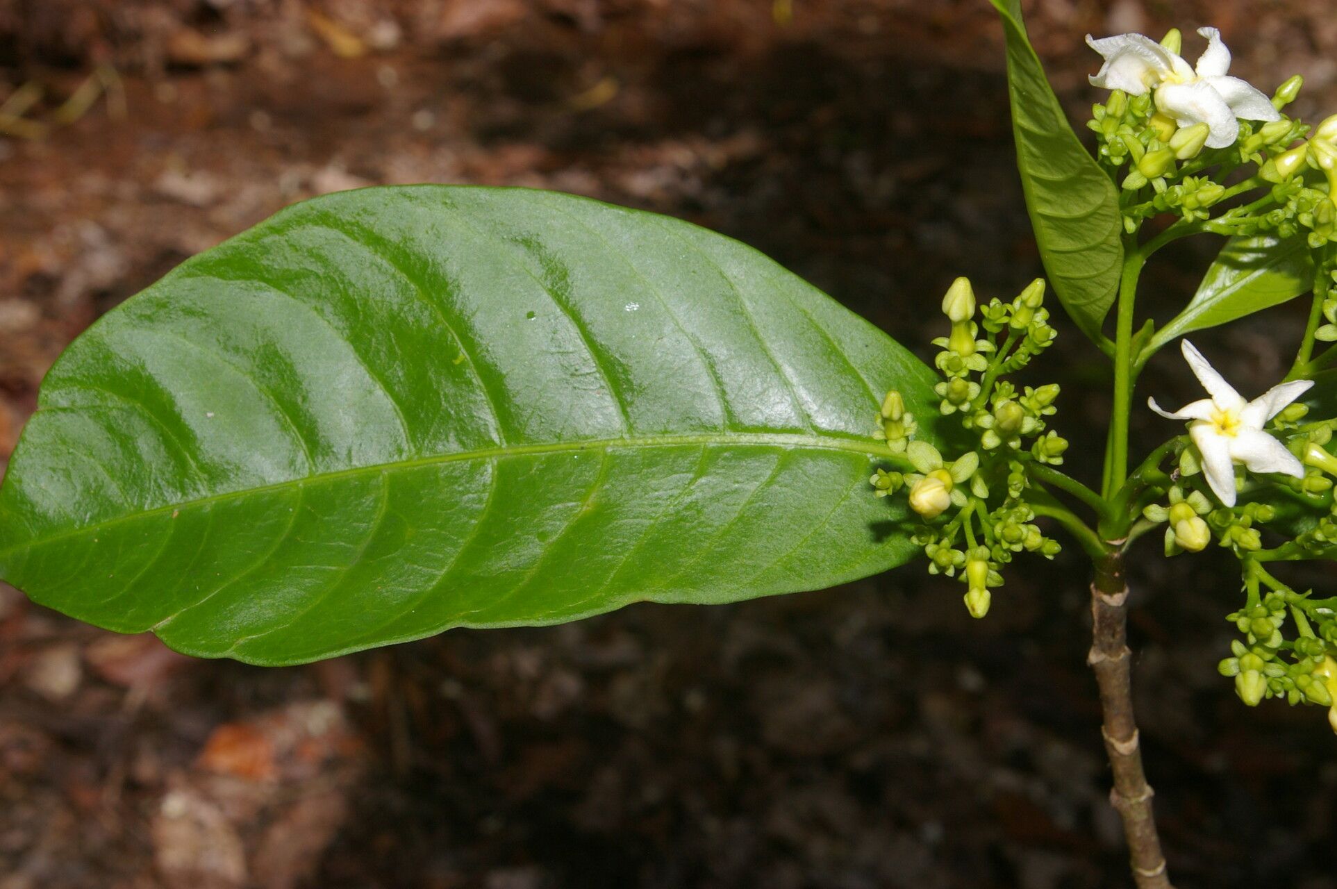 Tabernaemontana arborea flower