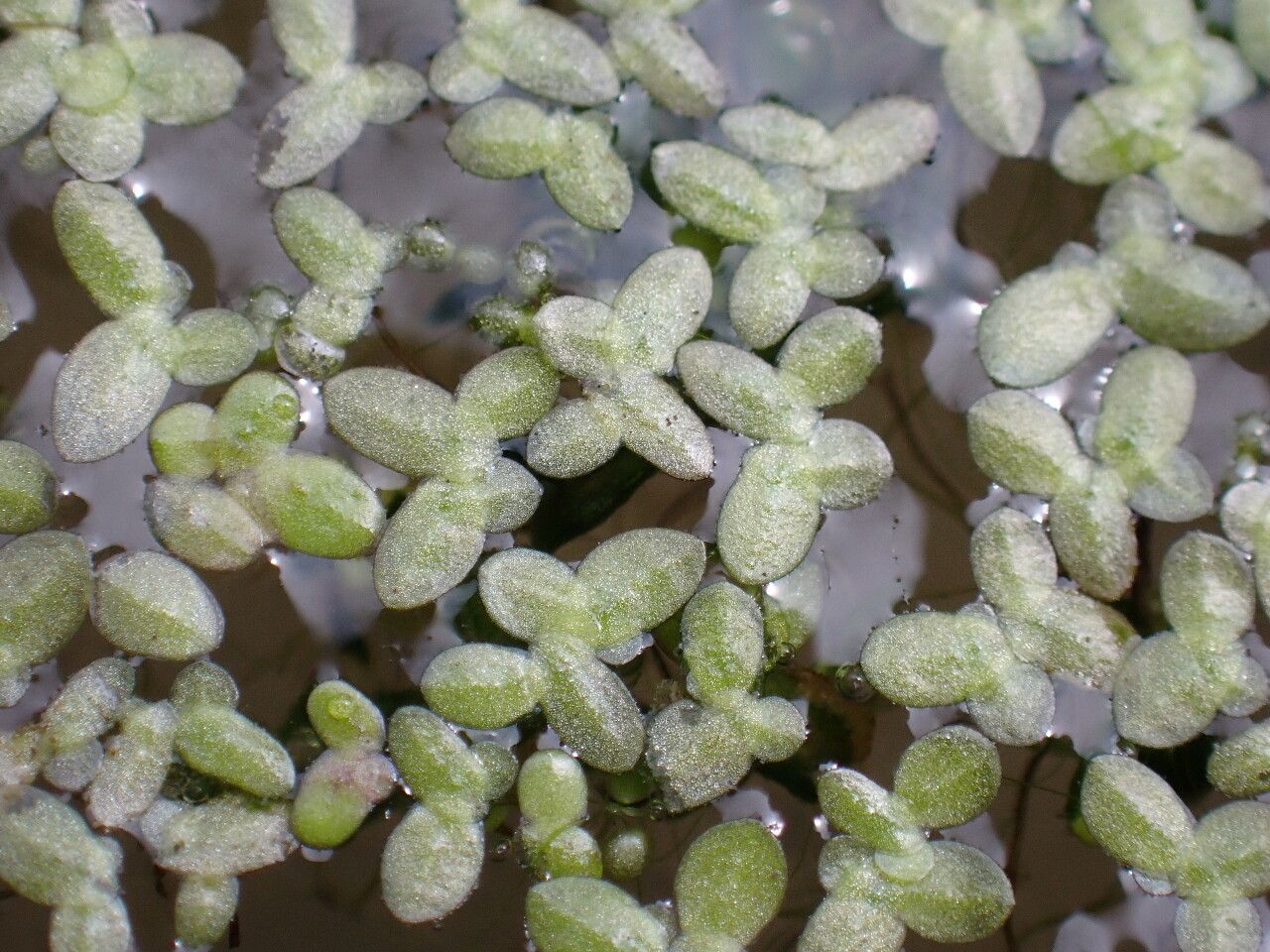 Lemna minuta
