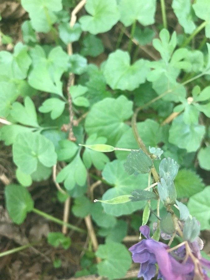 Corydalis × hausmannii fruit