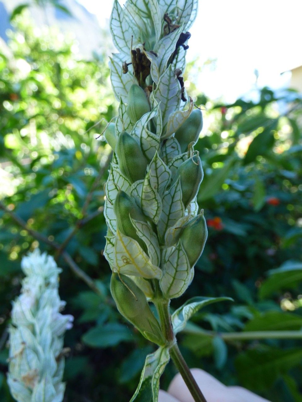 Justicia betonica fruit