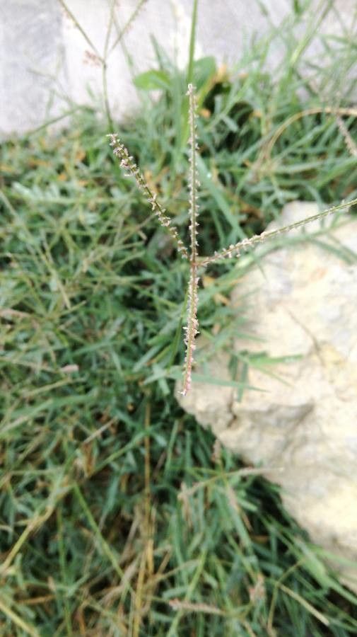 Paspalum vaginatum flower