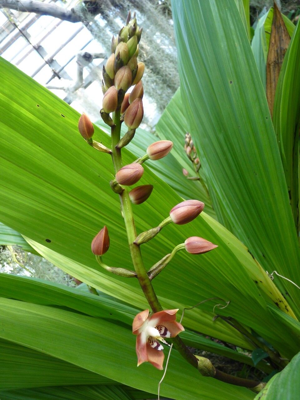 Neomoorea wallisii other