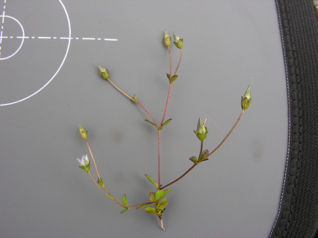 Lomatogonium chumbicum other