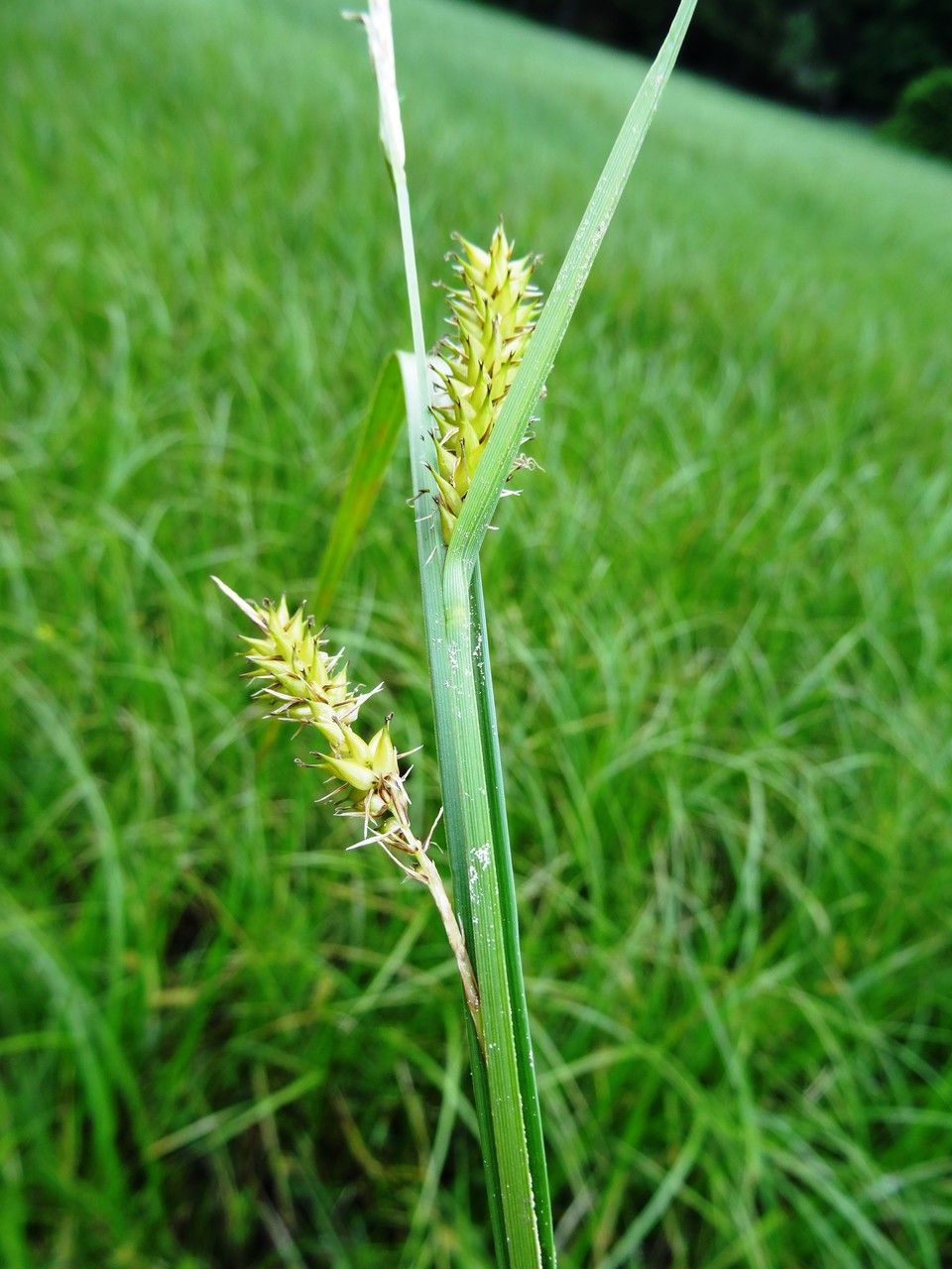 Carex vesicaria flower
