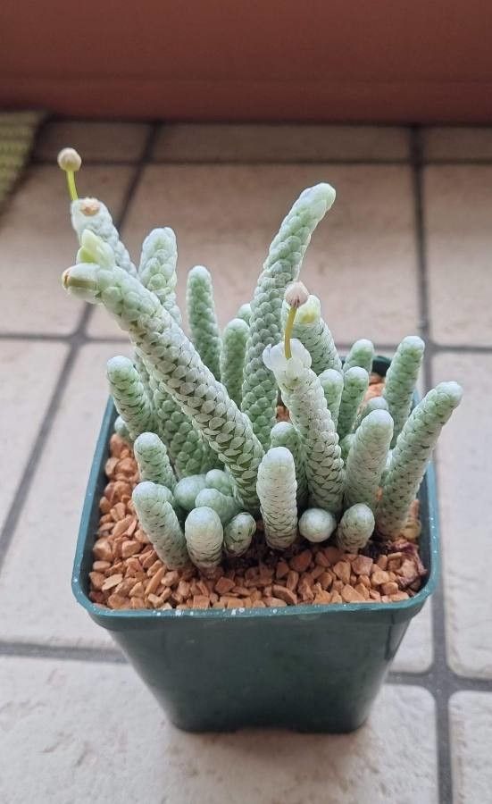 Anacampseros papyracea flower