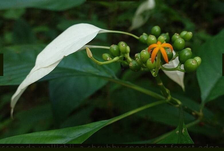 Mussaenda wallichii fruit