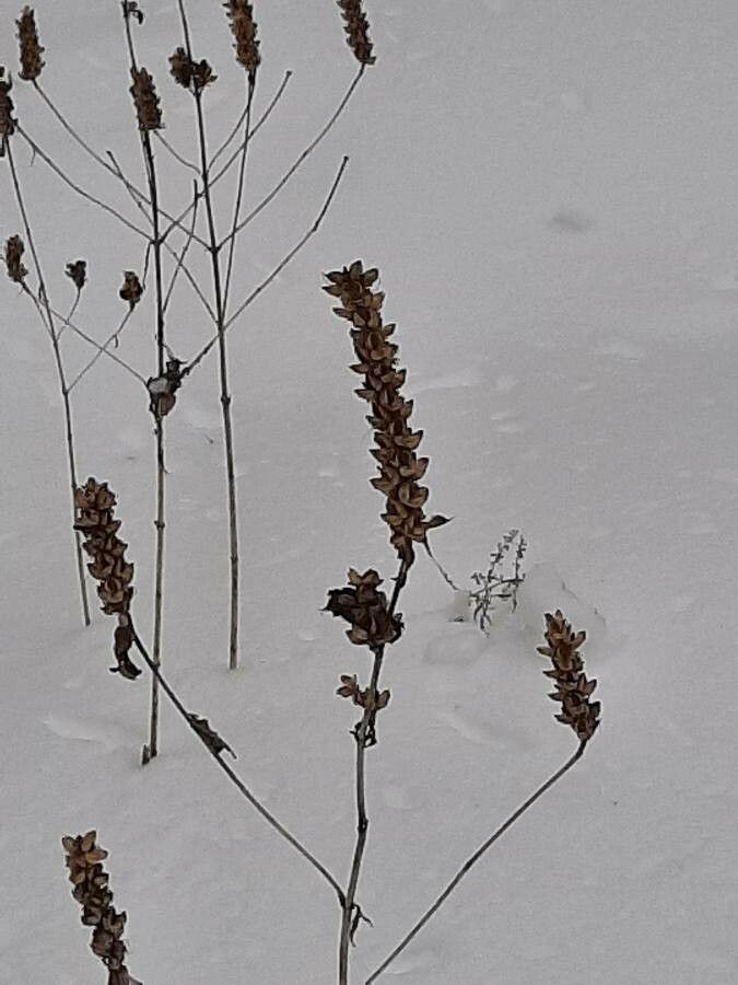 Pedicularis bracteosa leaf