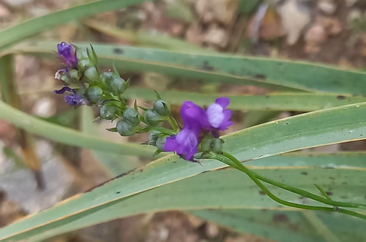 Linaria pelisseriana fruit