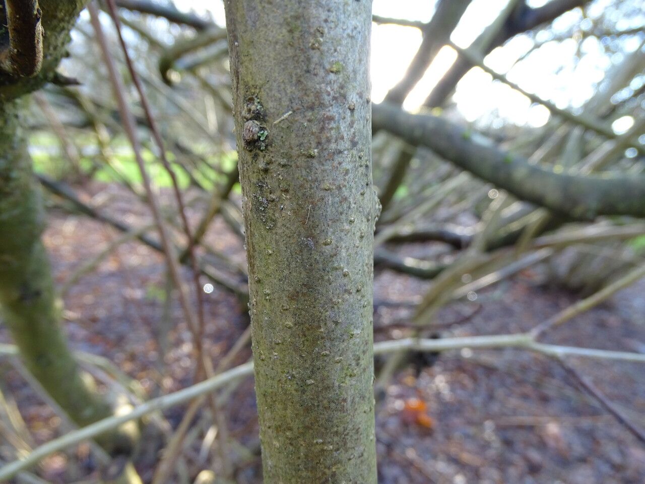 Amorpha californica bark