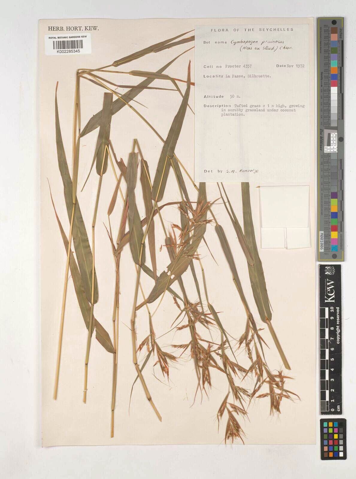 Cymbopogon pruinosus — search result for 'Cymbopogon'