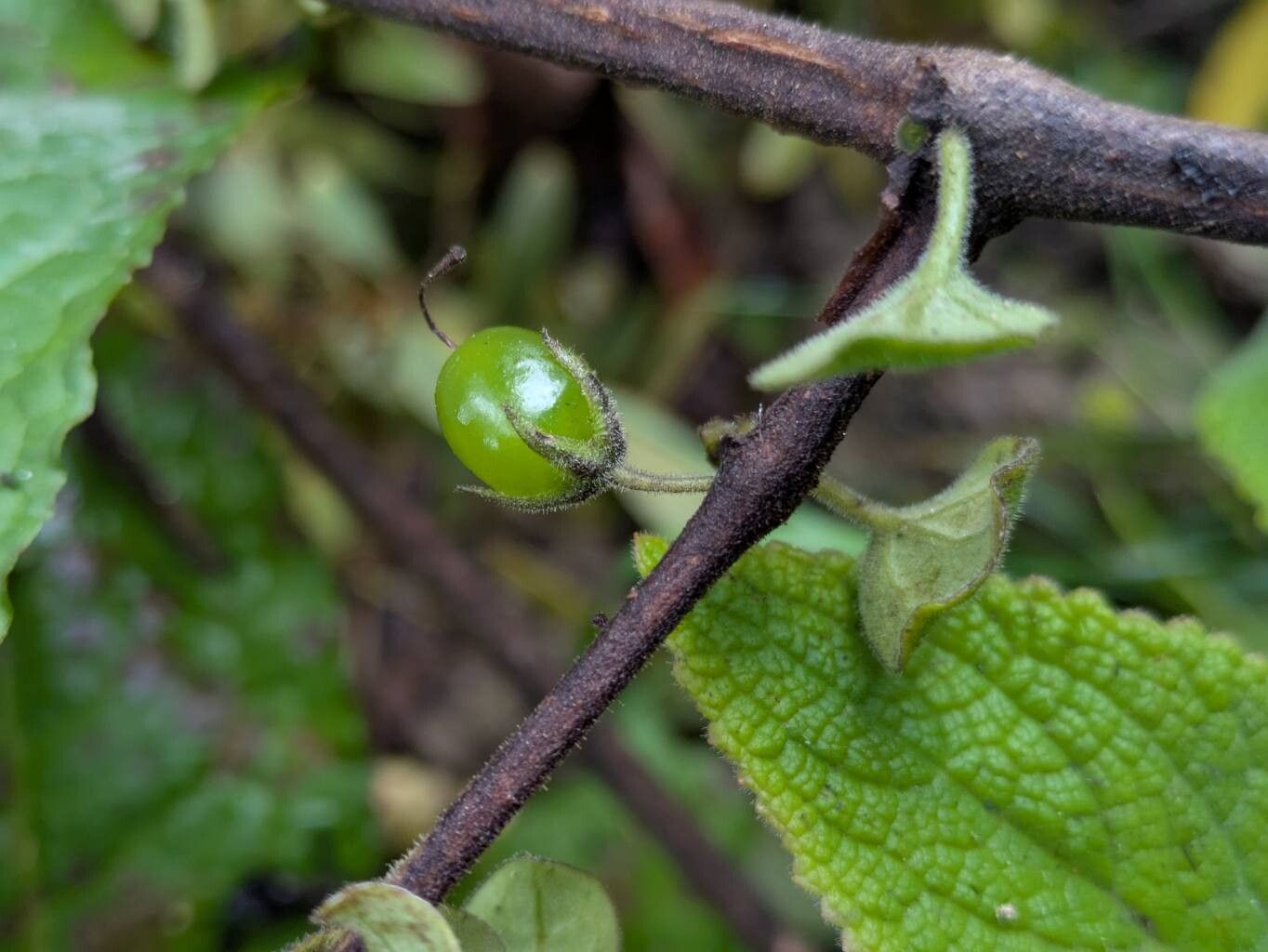 Salpichroa tristis fruit