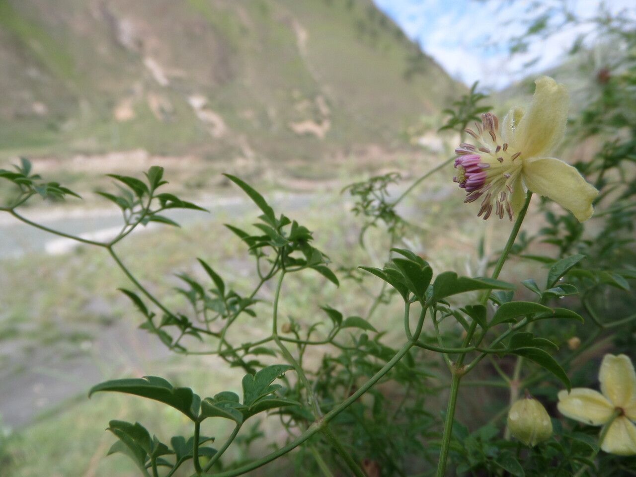Clematis graveolens habit