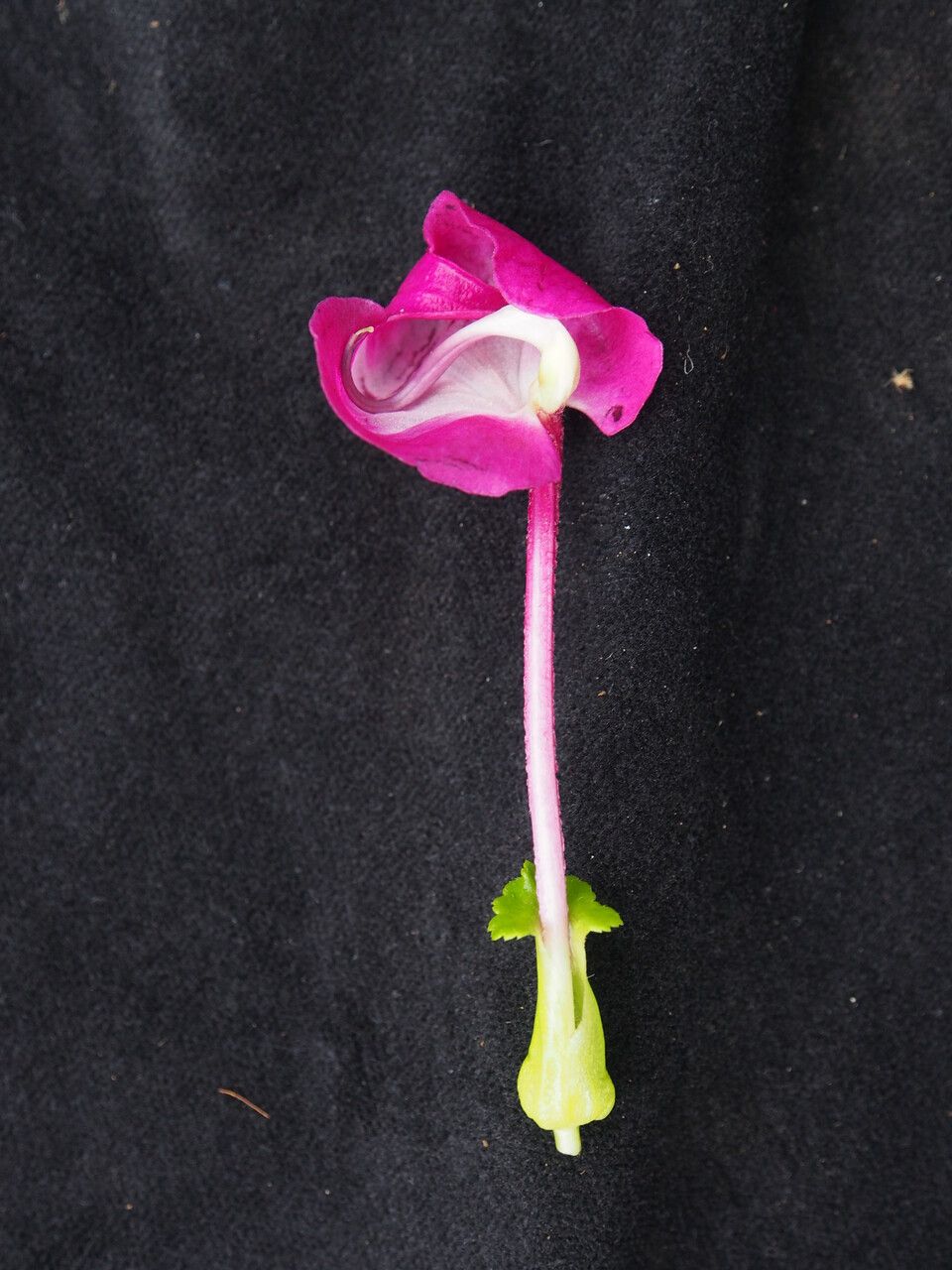 Pedicularis megalantha — houseplant care guide