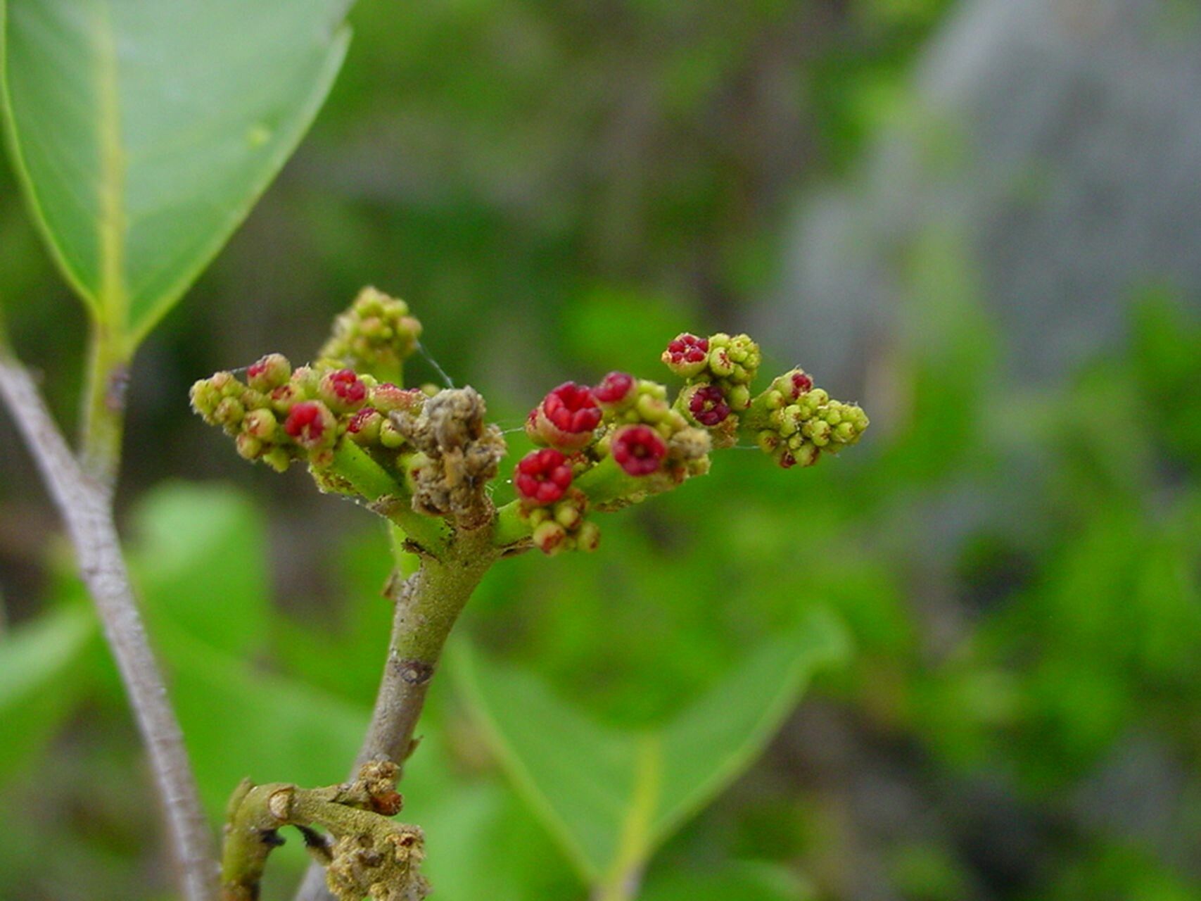 Alectryon carinatus flower
