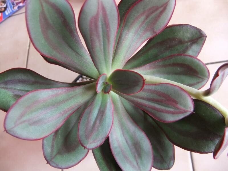 Echeveria nodulosa bark