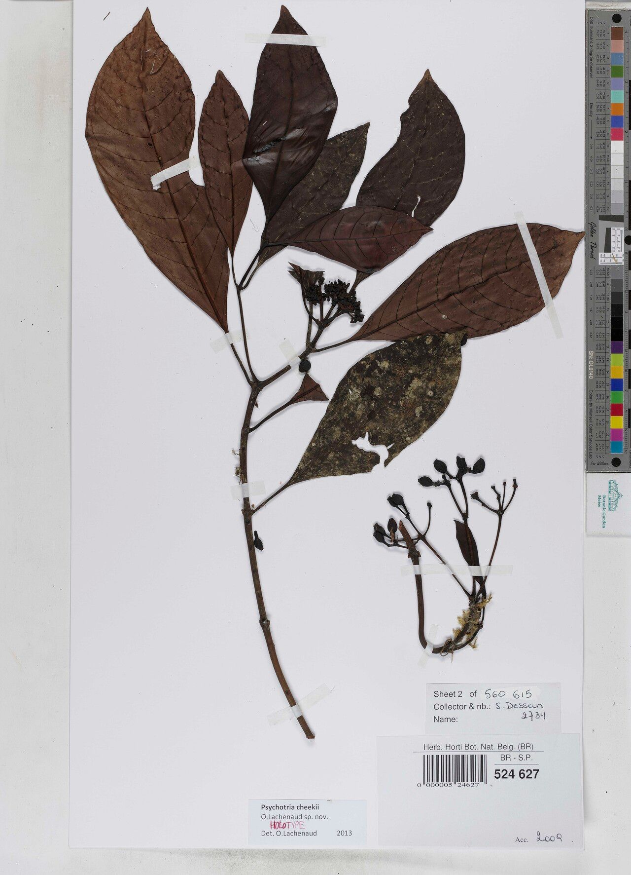 Psychotria cheekii — houseplant care guide