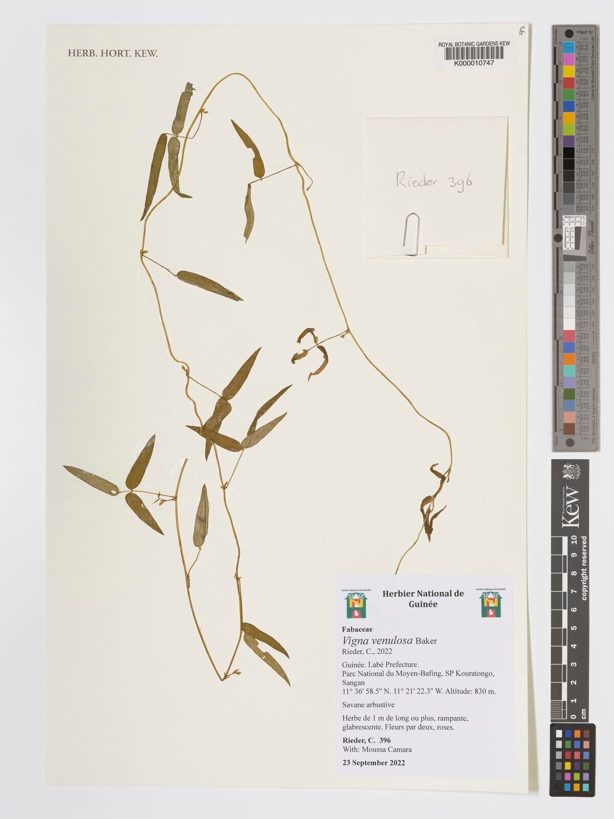 Vigna venulosa — search result for 'Vigna'