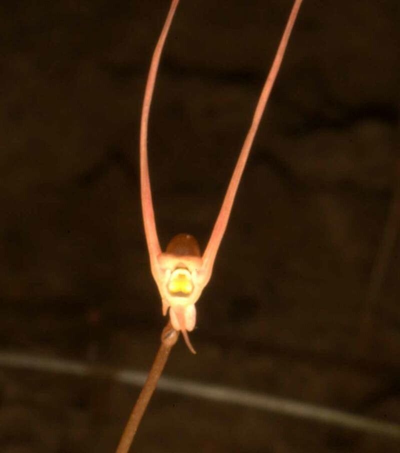 Utricularia dunstaniae — search result for 'Utricularia'