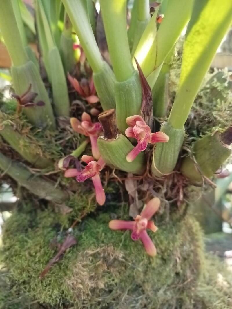 Maxillaria rufescens flower