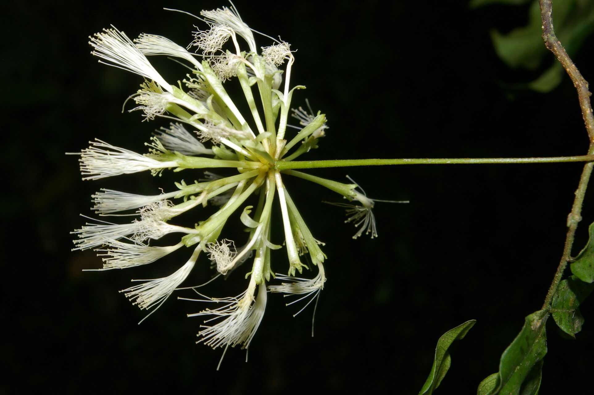 Cojoba valerioi flower