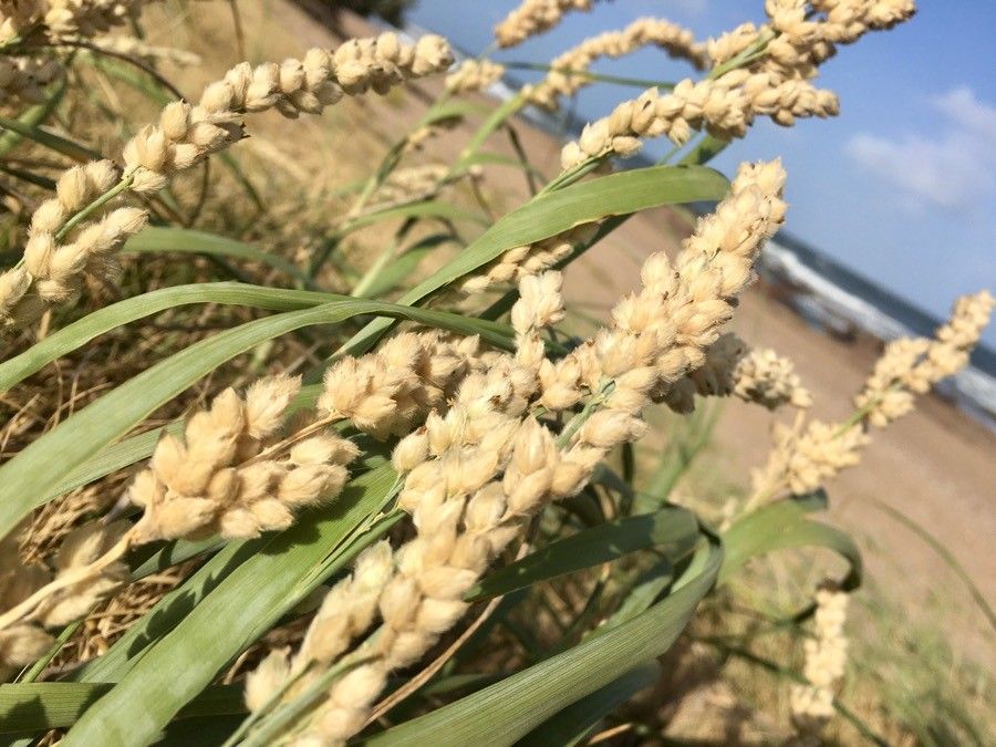 Panicum racemosum fruit