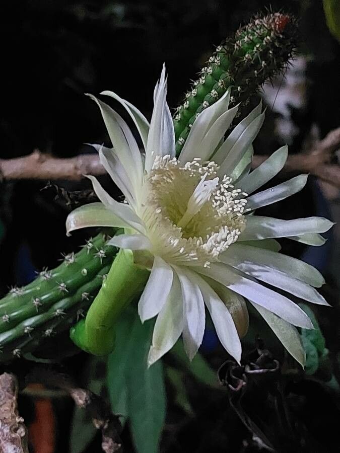 Praecereus euchlorus flower