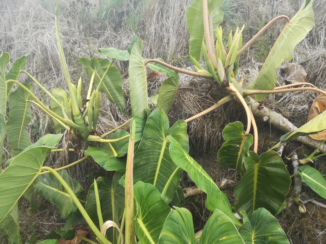 Philodendron brenesii leaf
