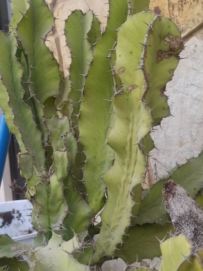 Euphorbia confinalis — houseplant care guide