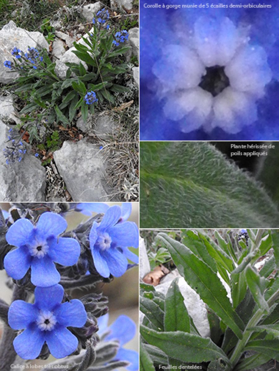 Cynoglottis barrelieri habit