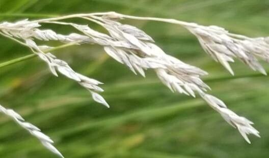 Poa poiformis — search result for 'Poa'