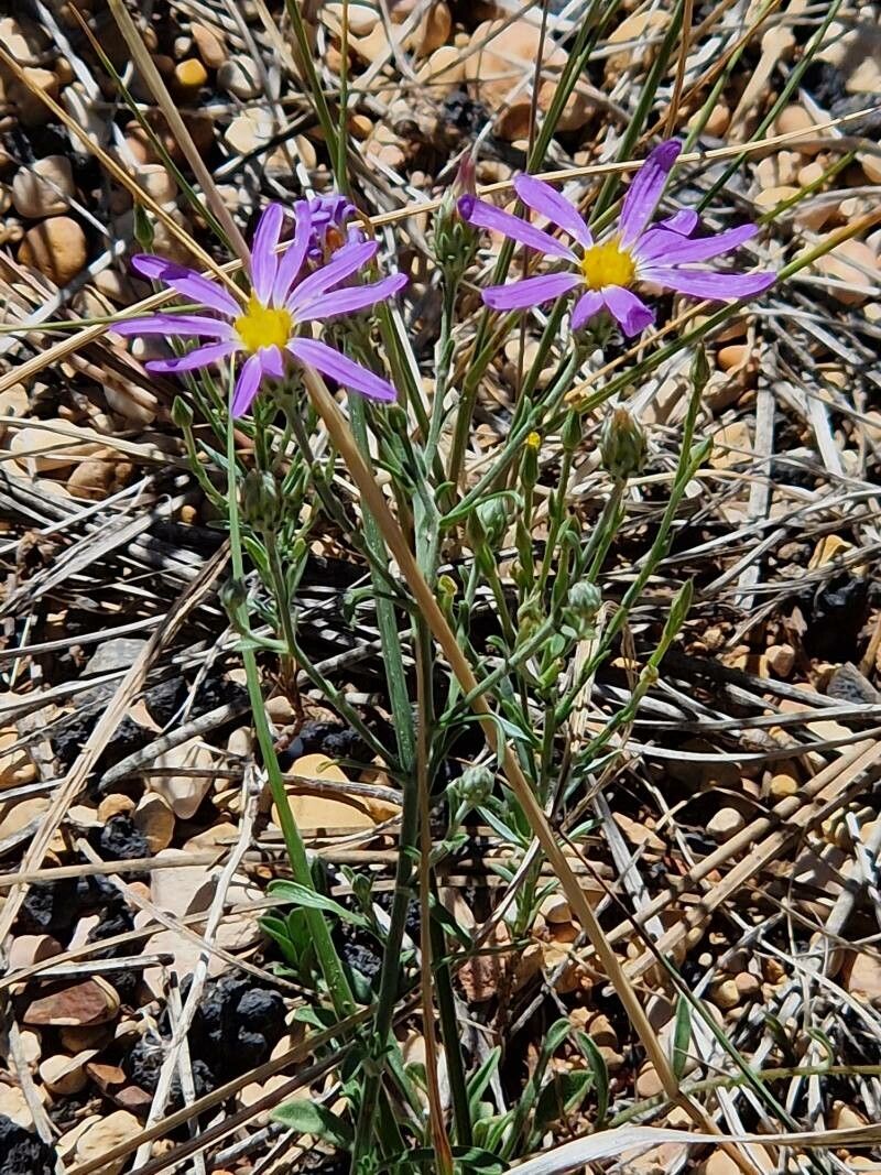 Machaeranthera canescens habit