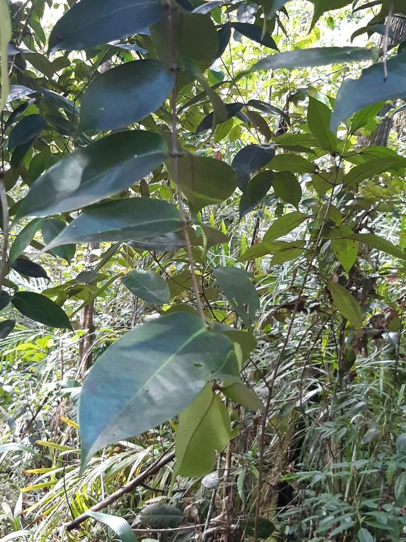 Myrcia neoforsteri leaf