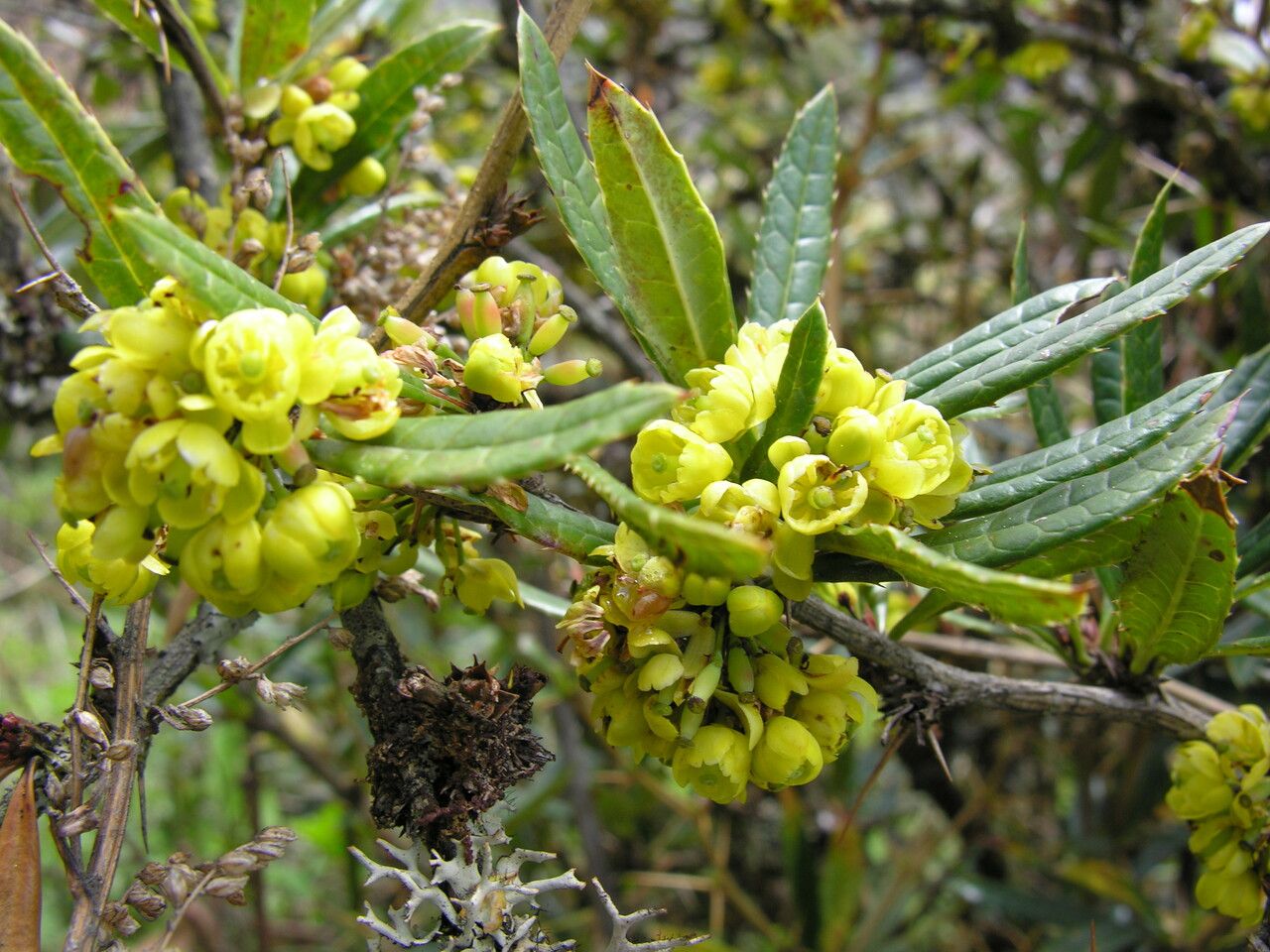 Berberis wallichiana habit