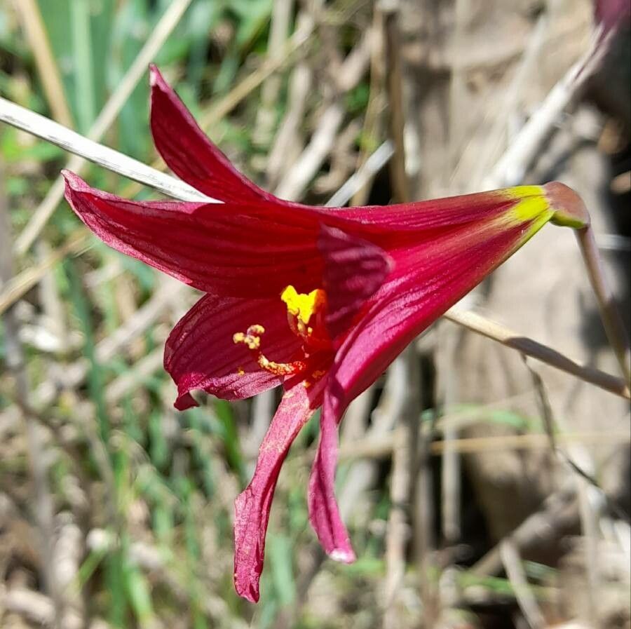 Rhodophiala bifida flower