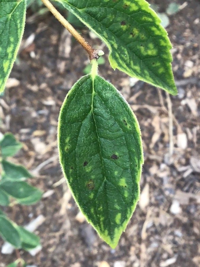 Philadelphus sericanthus leaf
