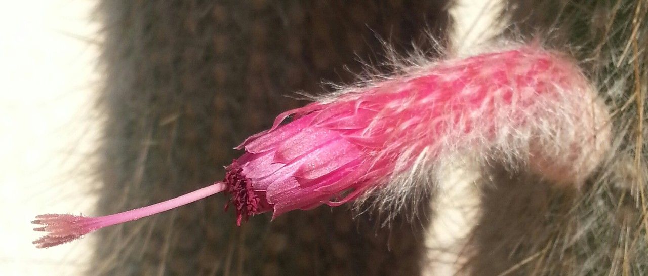 Cleistocactus straussii flower