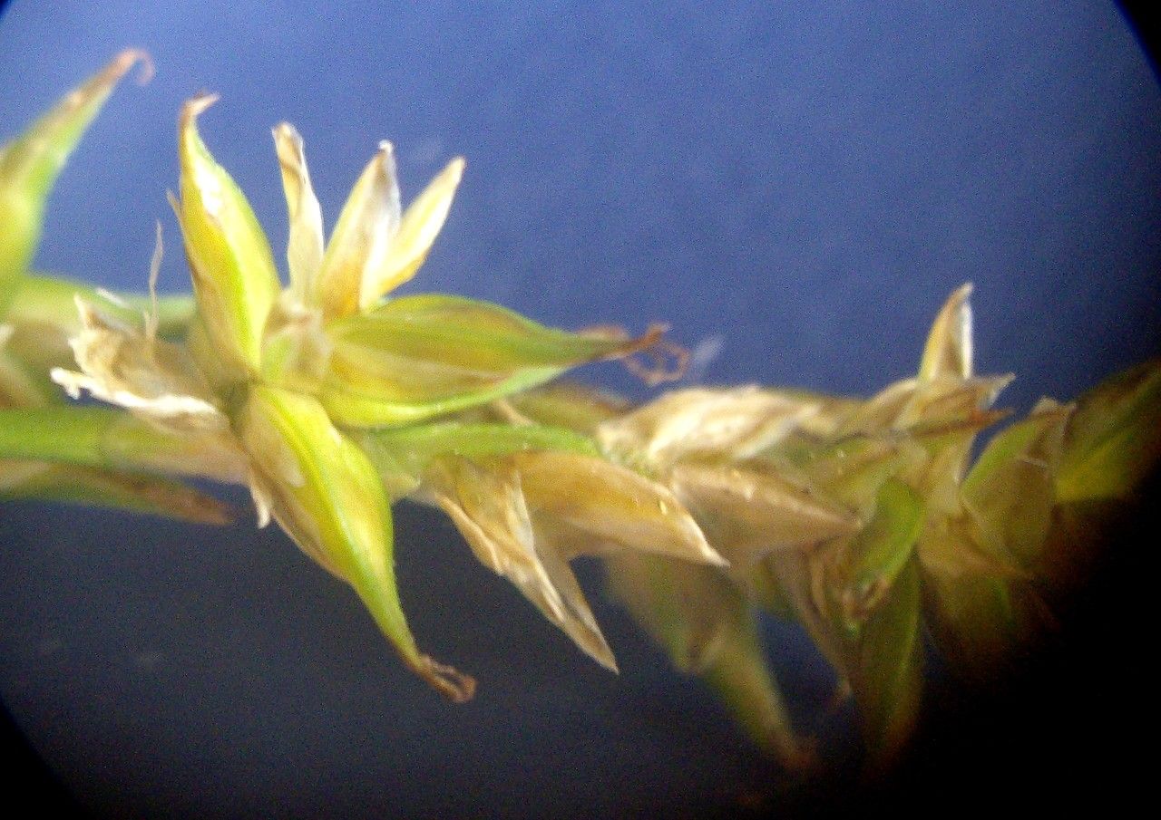 Carex elongata fruit