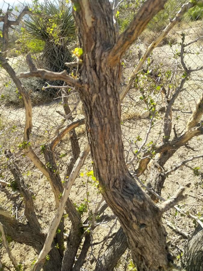 Pseudoziziphus parryi bark
