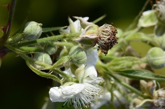 Rubus lindebergii flower