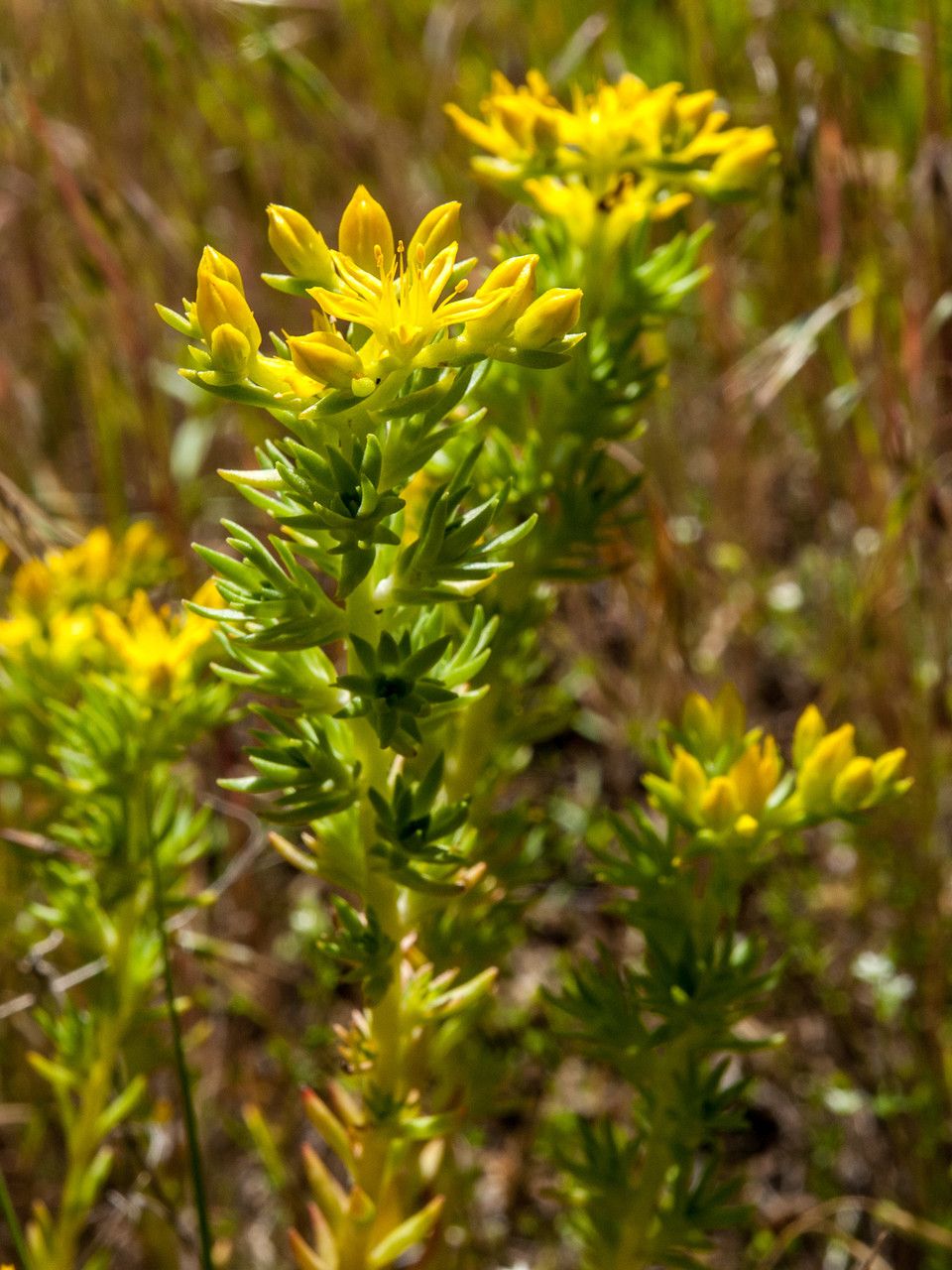 Sedum stenopetalum flower