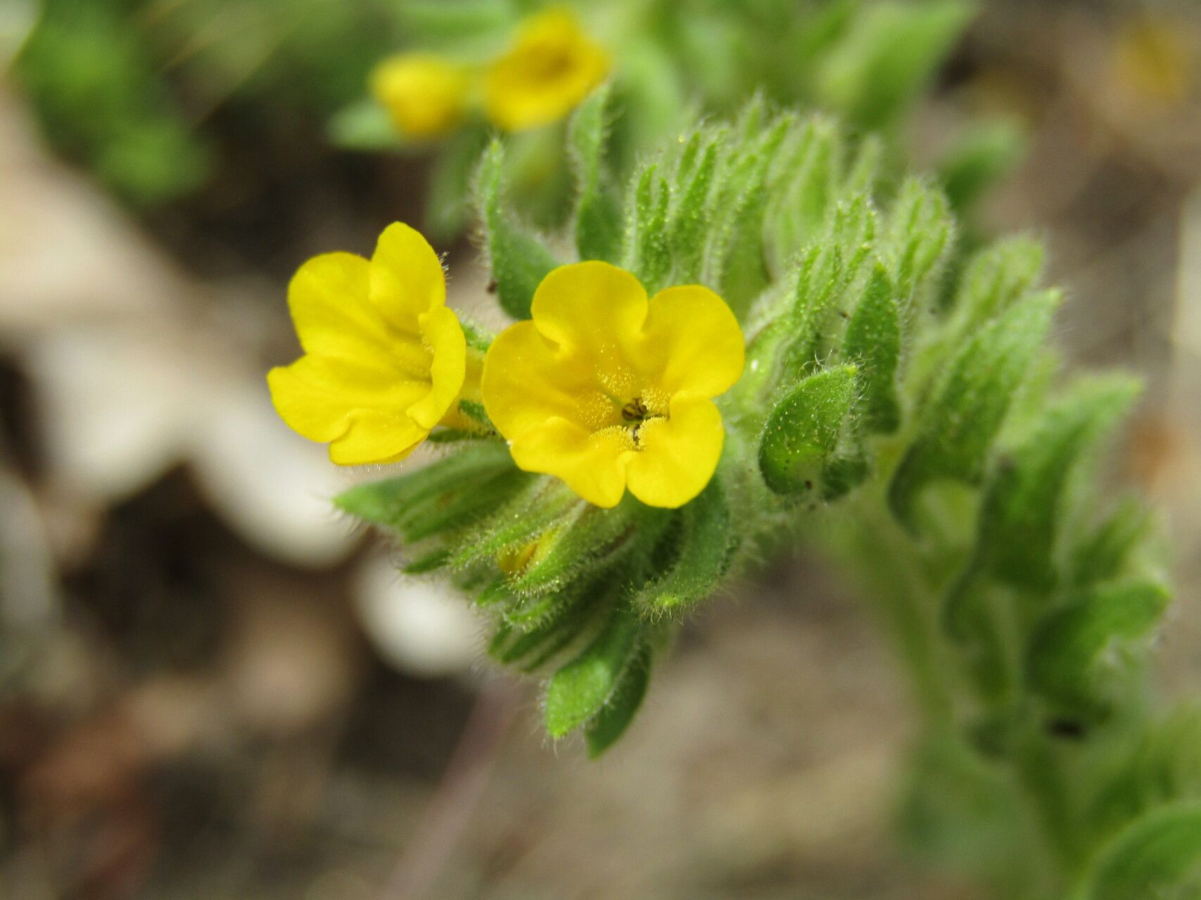 Alkanna stribrnyi — houseplant care guide