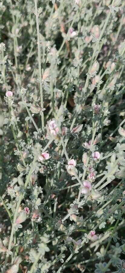 Lotus garcinii flower