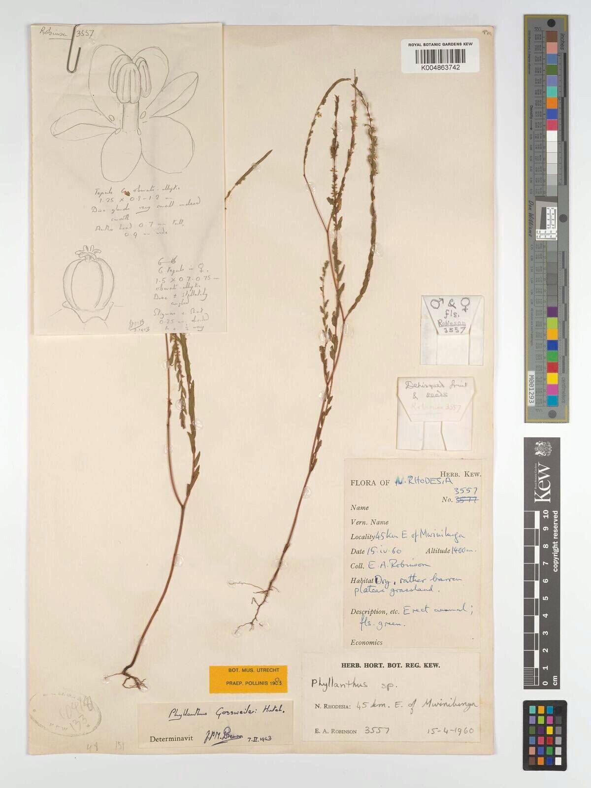 Phyllanthus gossweileri — houseplant care guide