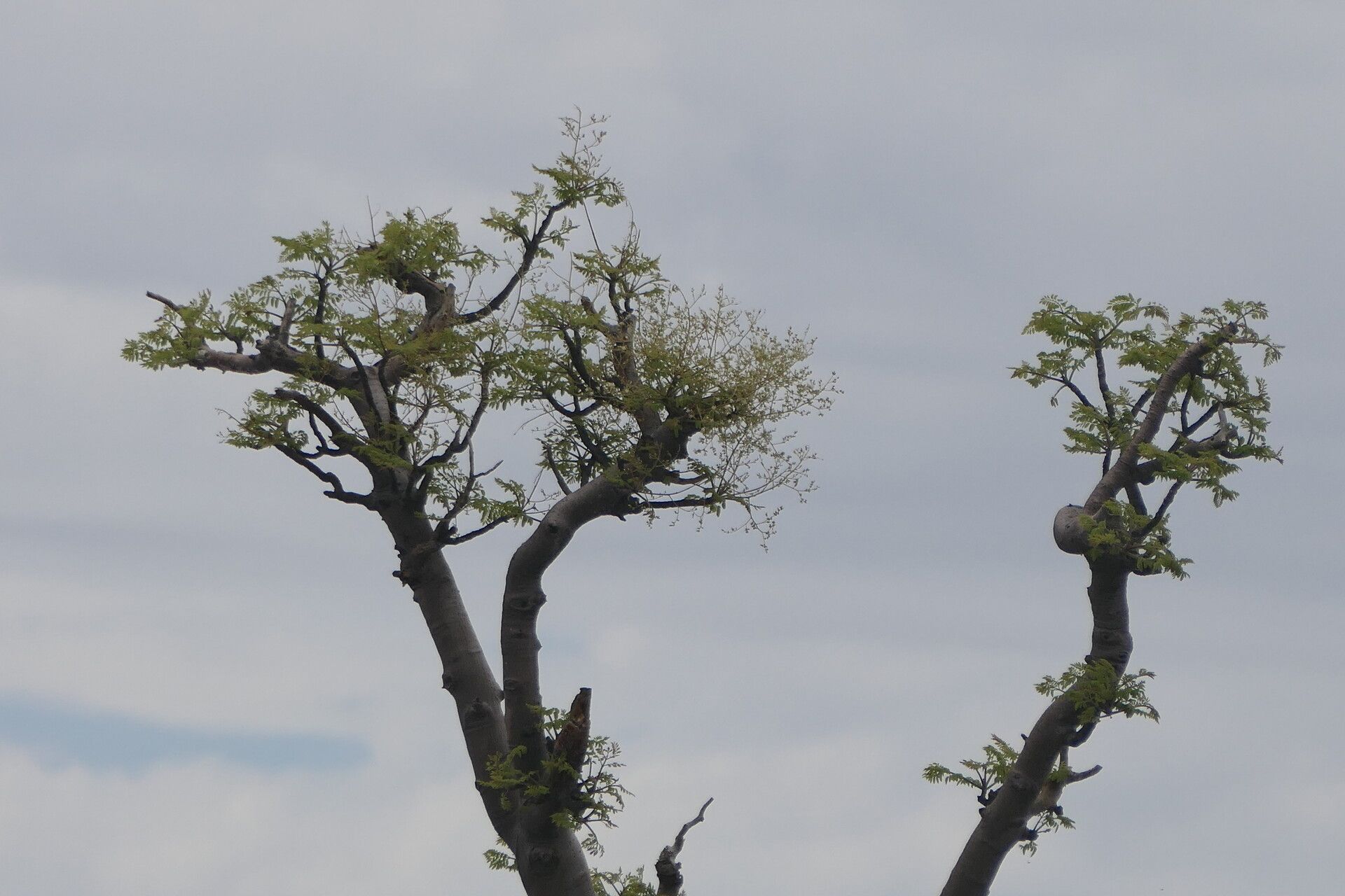Moringa ovalifolia habit