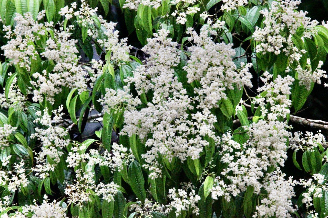 Miconia minutiflora flower