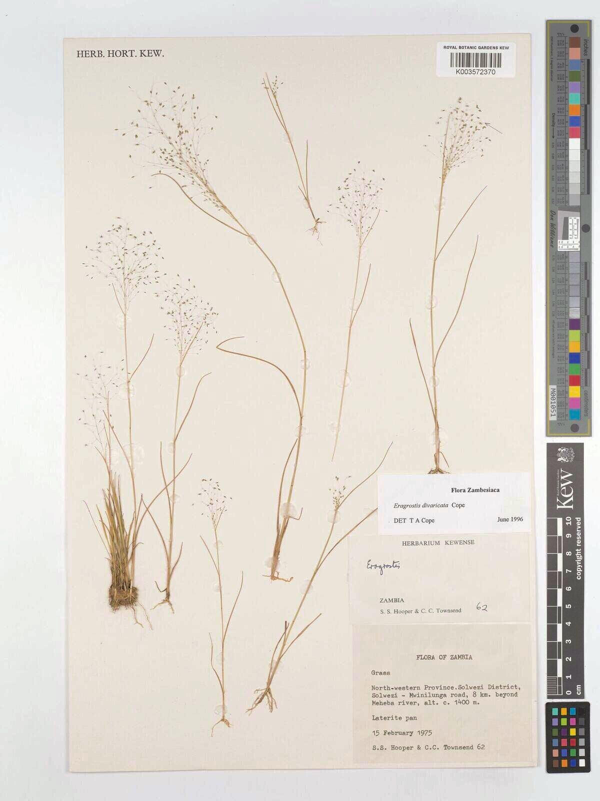 Eragrostis divaricata — search result for 'Eragrostis'