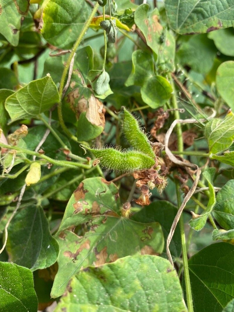 Rhynchosia viscosa fruit