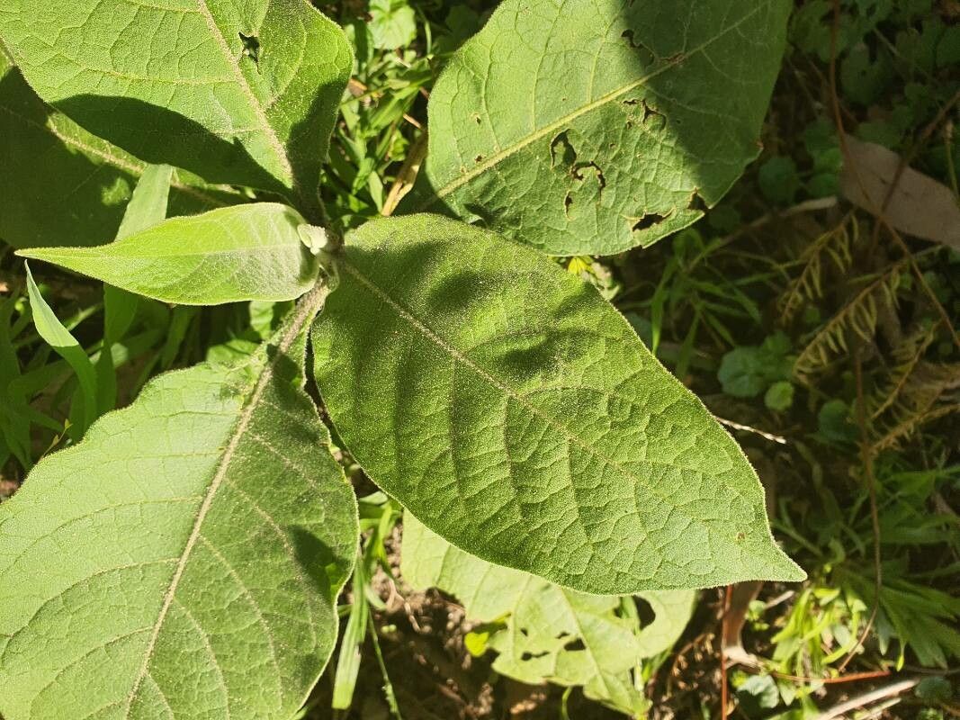 Solanum erianthum leaf